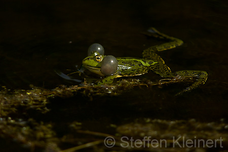 Teichfrosch (Rana kl. esculenta)  - 17